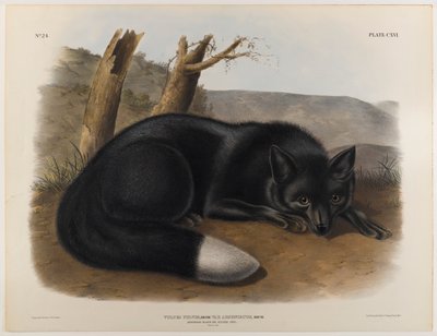 swed av John James Audubon