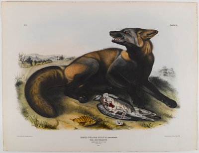 swed av John James Audubon