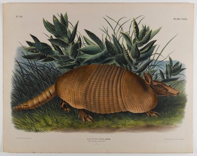 swed av John James Audubon