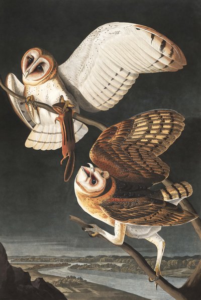 Barnuggla, Tyto Alba, från "The Birds of America" av John J. Audubon, pub. 1827-38 av John James Audubon
