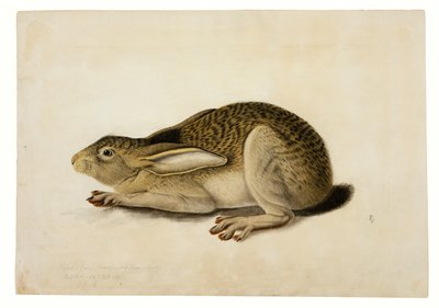 Svartsvansad hare av John James Audubon