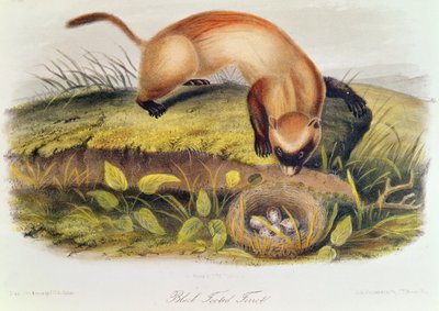 Svartfotad iller från Quadrupeds of North America (1842-5) av John James Audubon