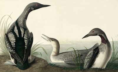 Svartstrupad dykare, Colymbus Arcticus, från "The Birds of America" av John J. Audubon, pub. 1827-38 av John James Audubon