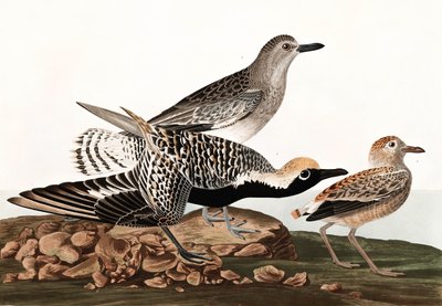 Black Bellied Plover, Charadrius Helveticus, från "The Birds of America" av John J. Audubon, pub. 1827-38 av John James Audubon