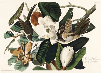 Svartnäbbad gök ur *Birds of America* (1827) av John James Audubon