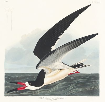 Svart skimmer från *Birds of America* (1827) av John James Audubon