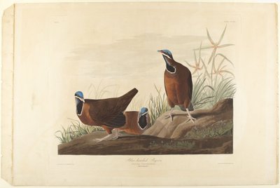 Blåhuvad duva av John James Audubon