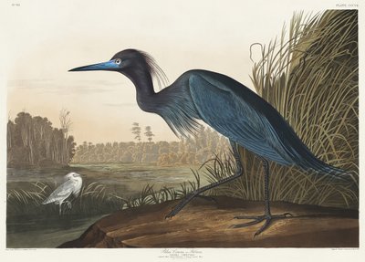 Blå trana eller häger ur *Birds of America* (1827) av John James Audubon