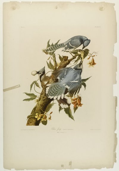 Blue Jay, tryckt av Julien Bien och publicerad av Roe Lockwood & Son, 1861 (kromolitografi) av John James Audubon
