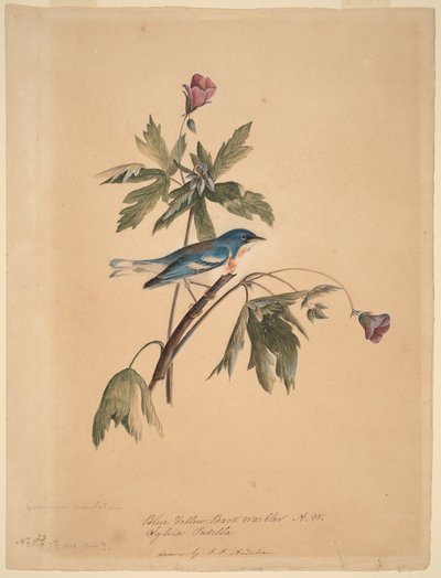 Blågulryggig skogssångare av John James Audubon