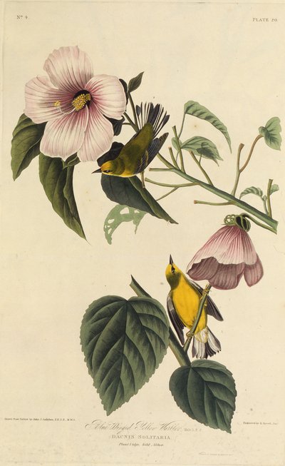 Blåvingad gul sångare. Från The Birds of America, 1827-1838. av John James Audubon