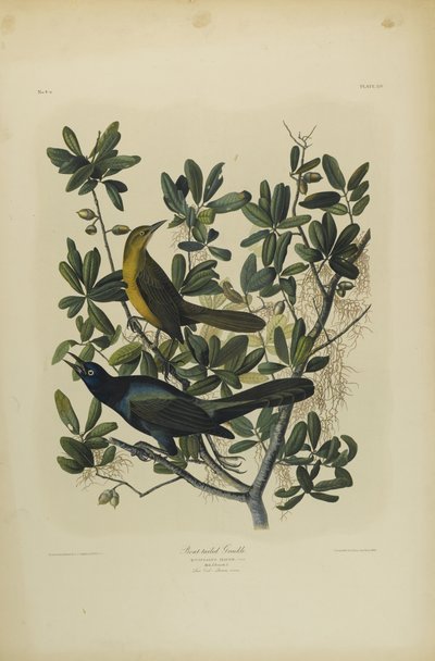 Boat-tailed Grackle, tryckt av Julien Bien och publicerad av Roe Lockwood & Son, 1861 (kromolitografi) av John James Audubon