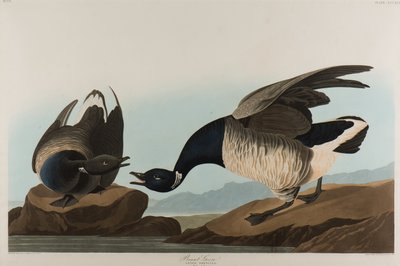 Brant Goose, 1837 (wc på papper) av John James Audubon