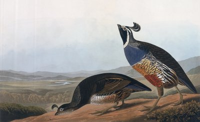 Californian Partridge, från 