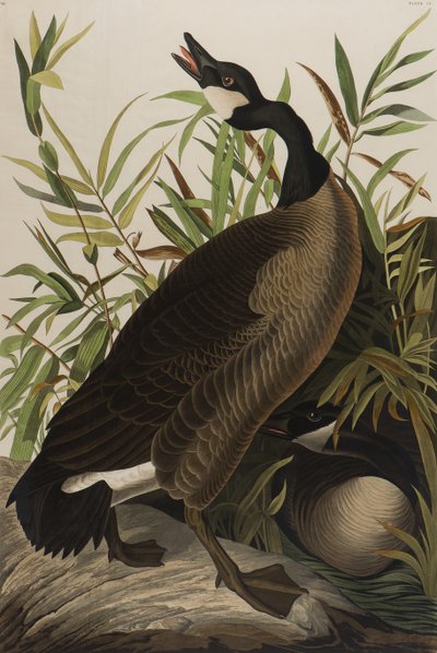 Canada Goose, 1827-1838 (wc på papper) av John James Audubon