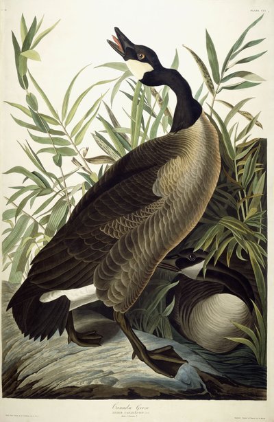 Kanadagås, ca 1827-1838 av John James Audubon