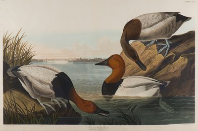 Canvas Backed Duck, 1836 (wc på papper) av John James Audubon