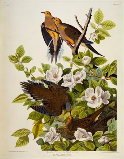 Carolina Turtleduve. Sörjande duva, av John James Audubon