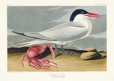Cayenne-tärna ur *Birds of America* (1827) av John James Audubon