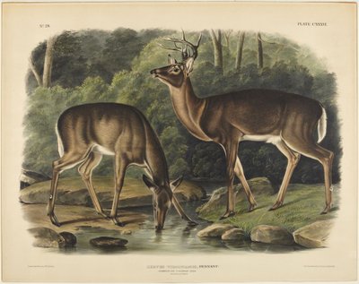 Cervus virginianus, Pennant av John James Audubon