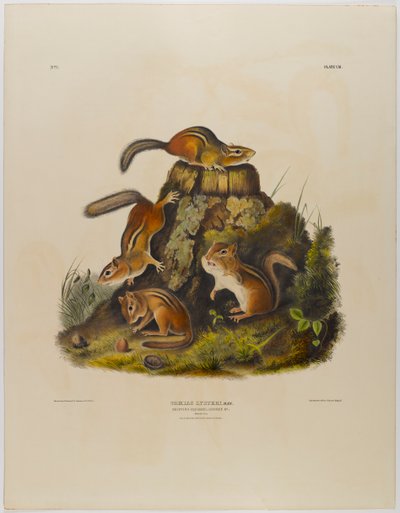swed av John James Audubon