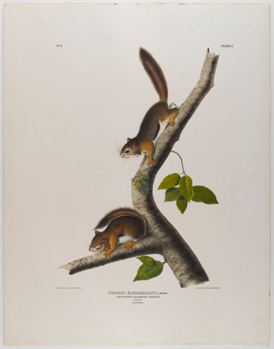 swed av John James Audubon