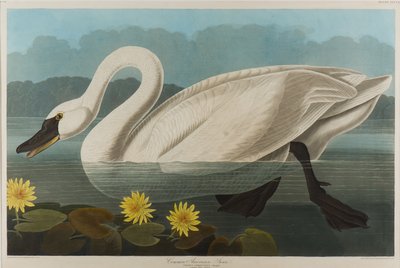 Common American Swan, 1838 (wc på papper) av John James Audubon