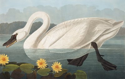 Common American Swan, Cygnus Americanus, från "The Birds of America" av John J. Audubon, pub. 1827-38 av John James Audubon
