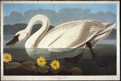 Vanlig amerikansk svan. Visslande svan av John James Audubon