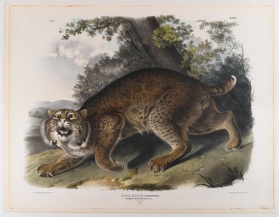 swed av John James Audubon