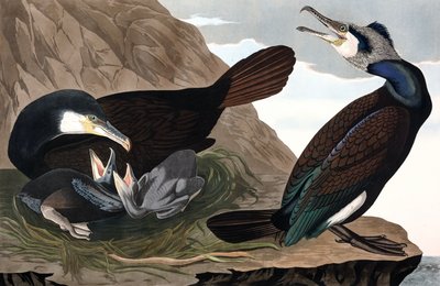 Vanlig skarv, Phalacrocorax Carbo, från "fåglarna av Amerika" av John J. Audubon, pub. 1827-38 (handfärgad gravyr) av John James Audubon