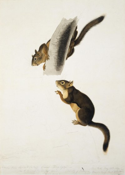 Douglas ekorre av John James Audubon