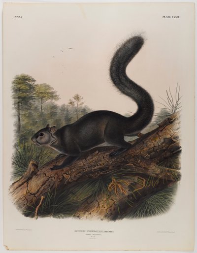 swed av John James Audubon
