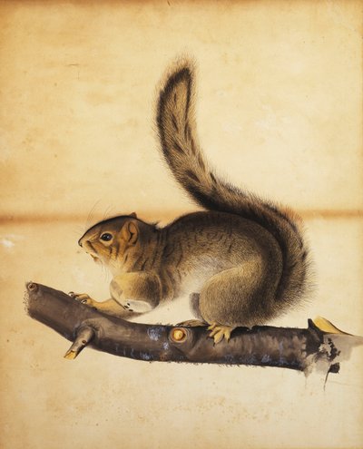 Östlig grå ekorre i hel vinterrock, ca 1840-talet av John James Audubon