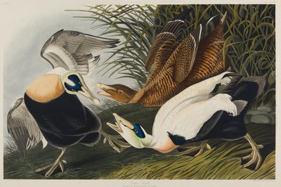 Ejderanka, 1835 (wc på papper) av John James Audubon