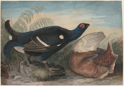 Engelska svarta kukar av John James Audubon