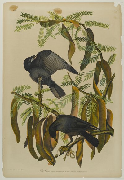 Fish Crow, tryckt av Julien Bien och publicerad av Roe Lockwood & Son, 1861 (kromolitografi) av John James Audubon