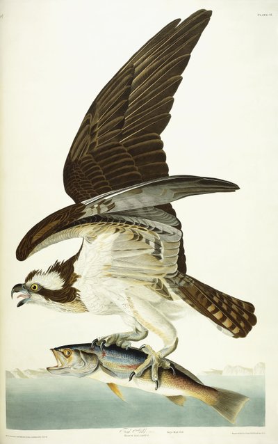 Fish Hawk, 1830 av John James Audubon