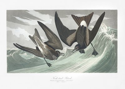 Gaffelstjärtpetrell ur *Birds of America* (1827) av John James Audubon