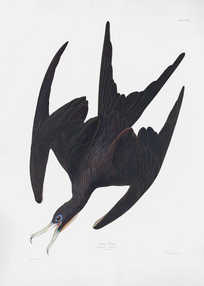Fregattfågeln ”Pelican” ur *Birds of America* (1827) av John James Audubon
