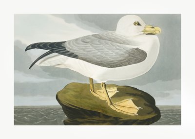 Fulmar från ”Birds of America” (1827) av John James Audubon