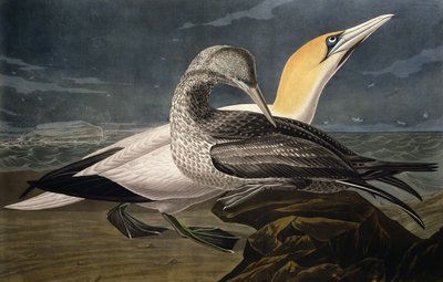 Gannets, från 