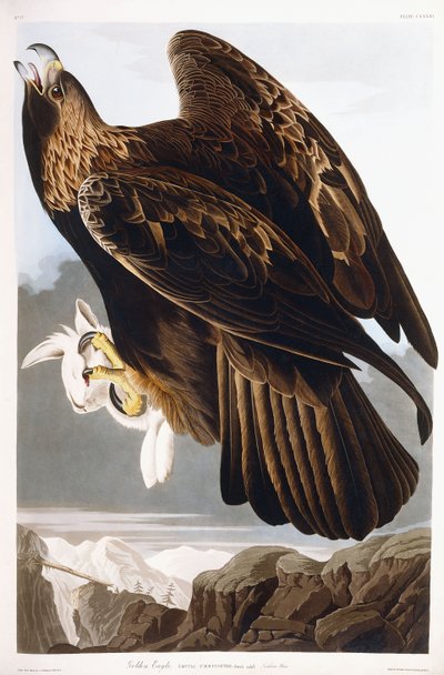 Kungsörn, 1833 av John James Audubon