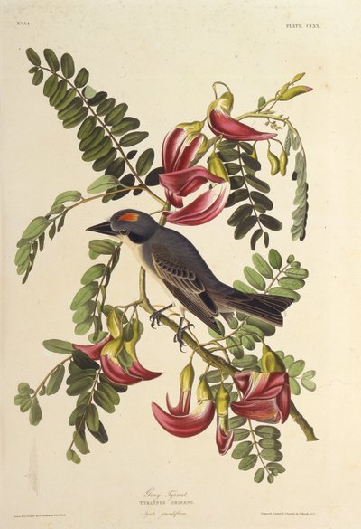 Grå tyrann. Från The Birds of America, 1827-1838. av John James Audubon
