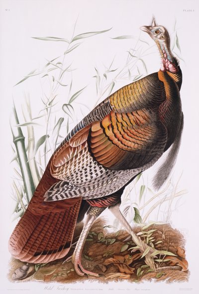 Great American Cock, eller Wild Turkey av John James Audubon