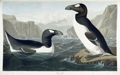 Storfågel, 1836 av John James Audubon