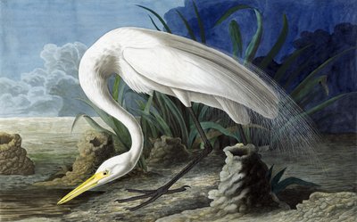 Great Egret, Casmerodius Albus, från "The Birds of America" av John J. Audubon, pub. 1827-38 av John James Audubon