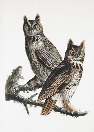 Stor hornuggla ur *Birds of America* (1827) av John James Audubon