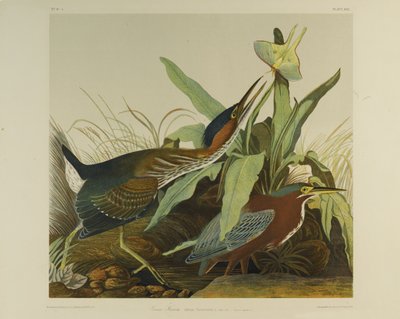 Green Heron, tryckt av Julien Bien och publicerad av Roe Lockwood & Son, 1861 (kromolitografi) av John James Audubon