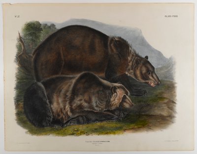 swed av John James Audubon